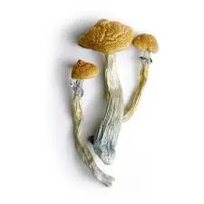 buy hillbilly mushroom, psilocybin magic mushrooms that are moderately-powered, making them a great choice for novice and veteran mushroom...