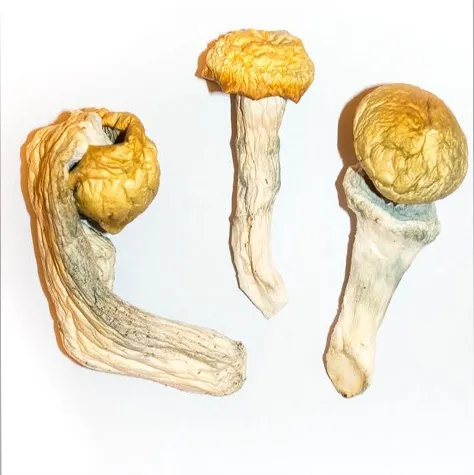 Penis envy mushrooms are a variety of mushrooms that contain the psychedelic compound psilocybin. Although some people report mental health benefits, ...