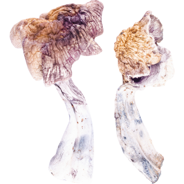 Z Strain mushroom is a type of Psilocybe cubensis, a mushroom well-known for its power and its ease of cultivation. It's a medium-sized,