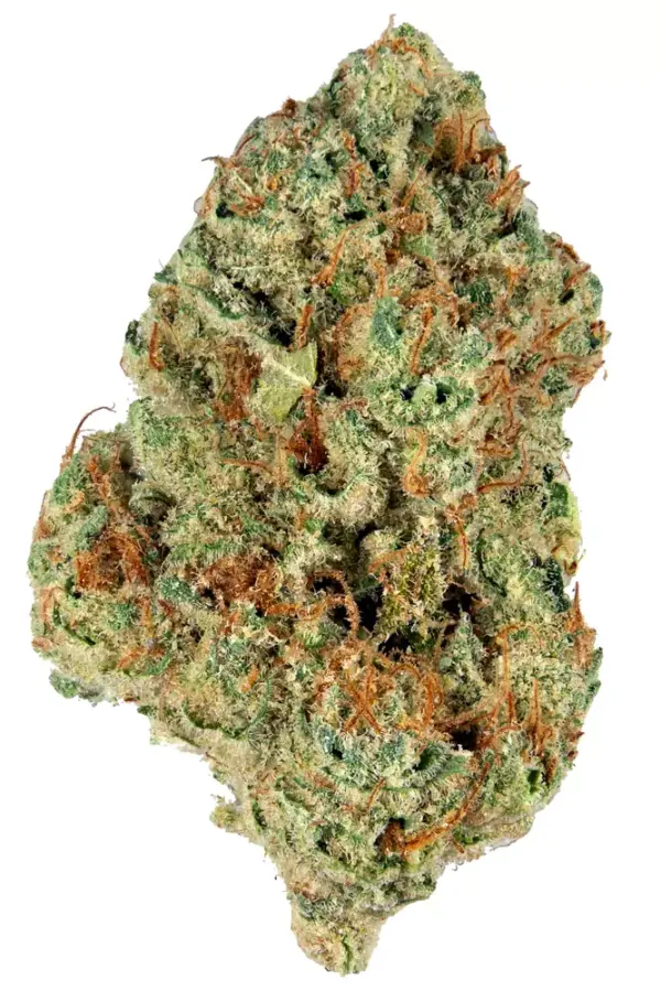 Bio Jesus is a hybrid marijuana strain known for its numbing potency and exceptional pain relief application. This strain is made by crossing Gumbo with ...