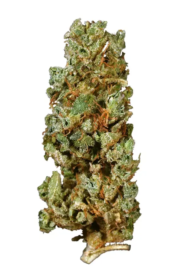 Lemon G is the pride of Ohio, representing the Midwest among all the Dutch and West Coast strains out there. Potent and invigorating, this strain descends..