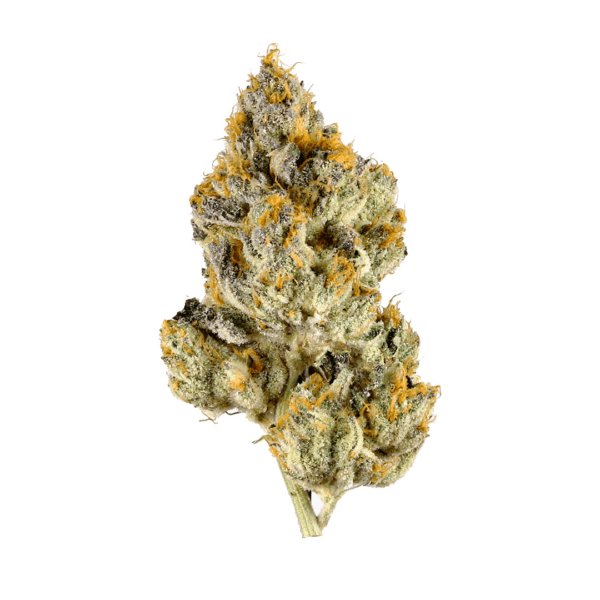 G6, also known more commonly as “Jet Fuel,” is a sativa dominant hybrid (70% sativa/30% indica) strain created through a cross of the potent Aspen OG X High