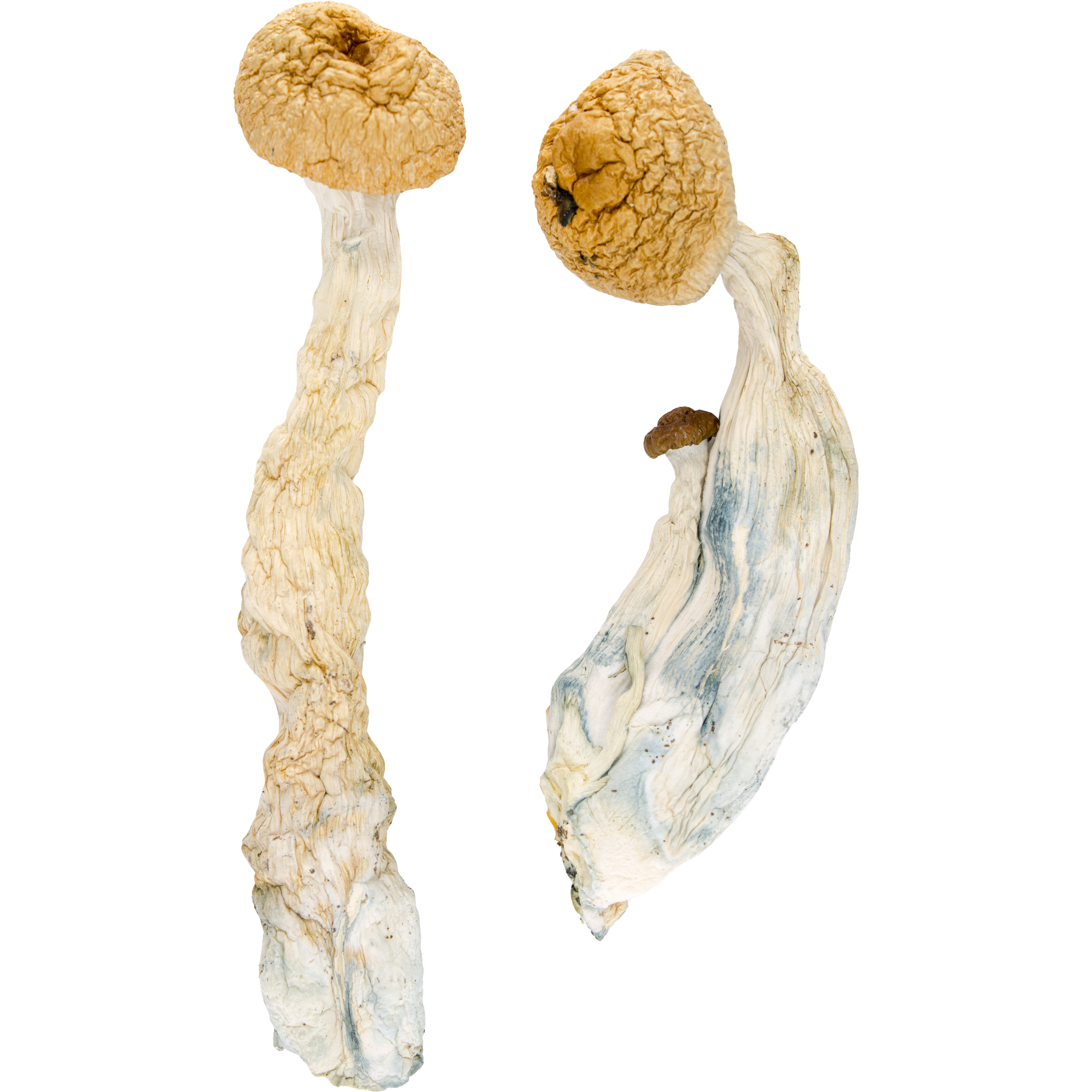 Buy Tidal Wave Mushrooms Products at Zoomies Canada. This strain causes heavy visual hallucinations with intense euphoria and mental clarity.