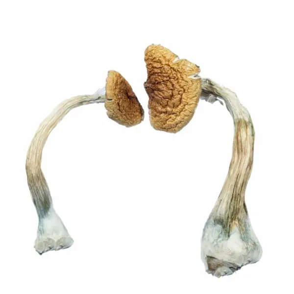 One of the most popular magic mushrooms in demand today is the Golden Teacher mushroom strain. Named after its iconic gold-capped appearance and for its ...