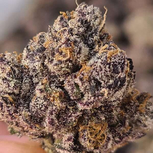 buy Gumbo strain is an indica dominant hybrid, it was named after a bubble gum flavor, but it is not to be underestimated. The buds are covered by..