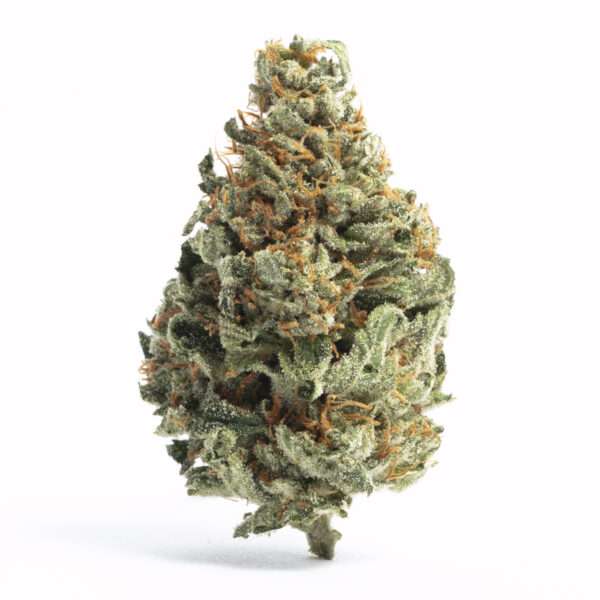 chocolope strain comprises of 95% Sativa, 5% Indica and a high concentration of THC, which makes it a high potency strain. It offers a smoky, chocolaty....