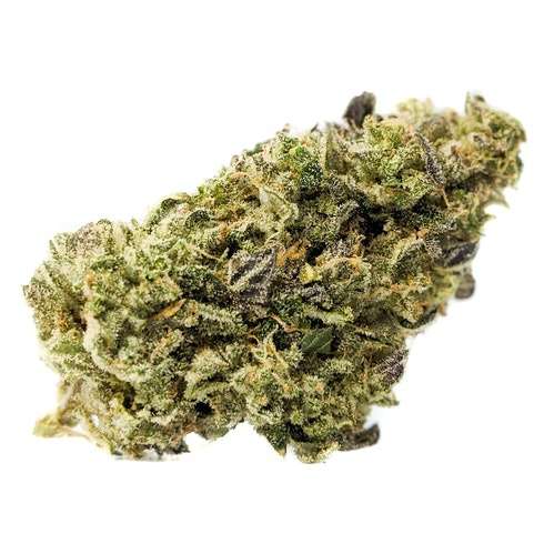 First Class Funk strain is a slightly indica dominant hybrid strain (60% indica/40% sativa) created through crossing the delicious GMO X Jet Fuel strains.