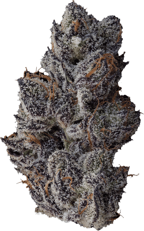 buy White Truffle strain is an indica-dominant hybrid marijuana strain that is a type of Gorilla Butter. This strain produces a quick-hitting head high...